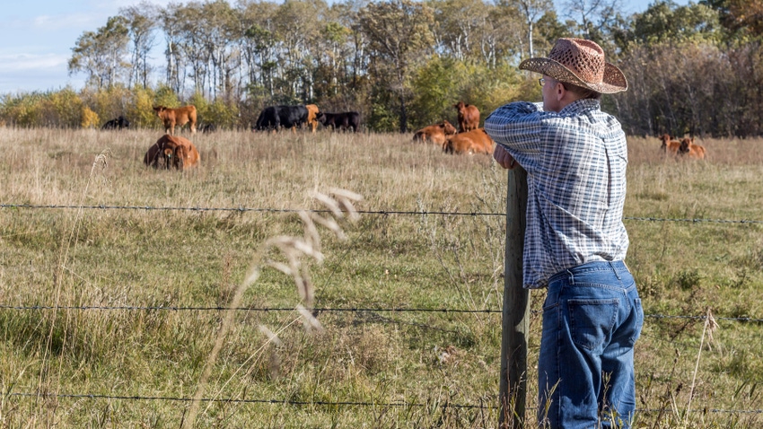 farmer leaning on fence post watching cows