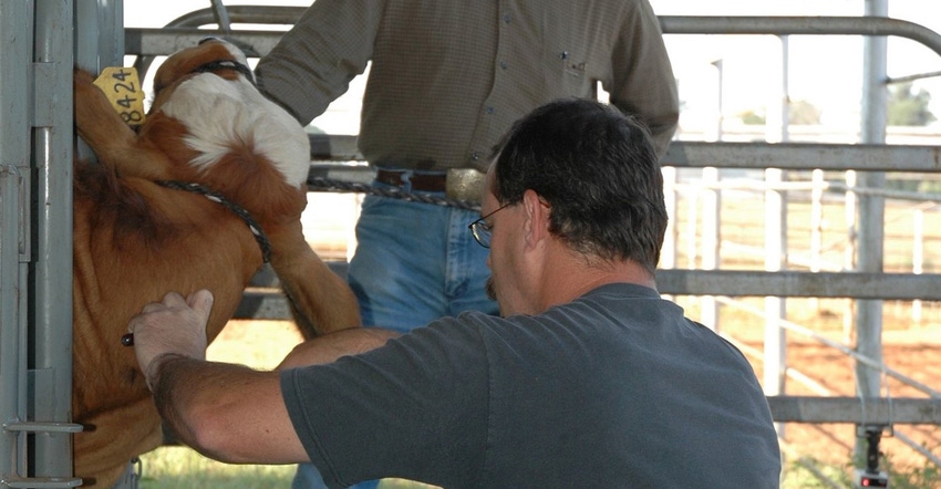 extension-cattle-vet.jpg extension-cattle-vet.jpg