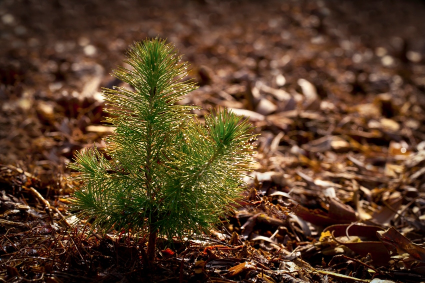 pine-seedling-forest-GettyImages-183763082.jpg