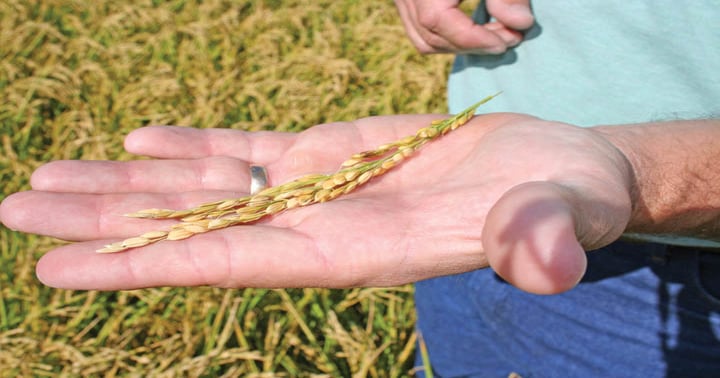 Genetic tools designing better rice | Farm Progress