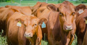 closeup of Red Angus cattle