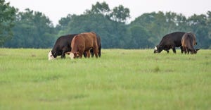 beef cattle grazing in green pasture