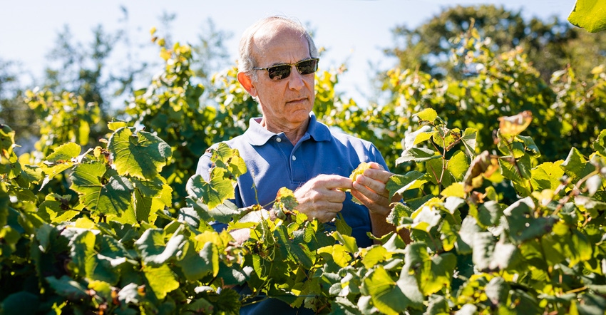 Bruce Reisch assesses powdery mildew on chardonnay vines