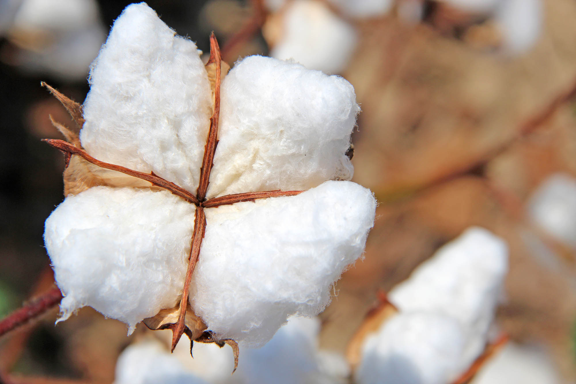 Beltwide Cotton Conferences aims to improve growers’ bottom lines