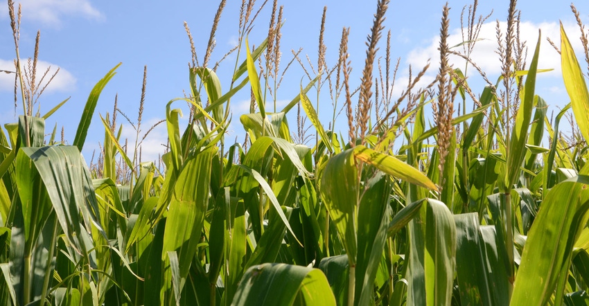 Corn field Corn field
