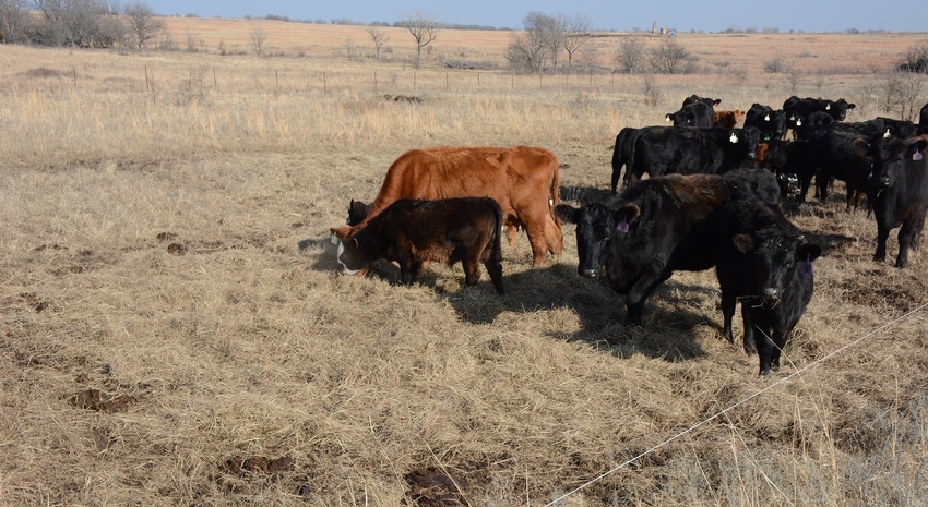 Cows and calves bale grazing