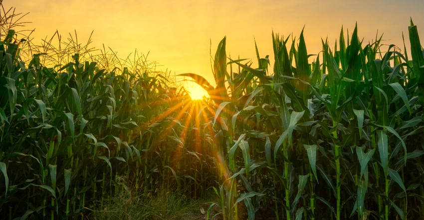 cornfield at sunset
