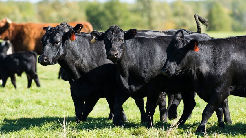 Black angus cattle