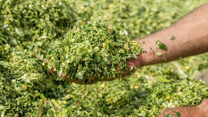 hand holding freshly harvested silage corn