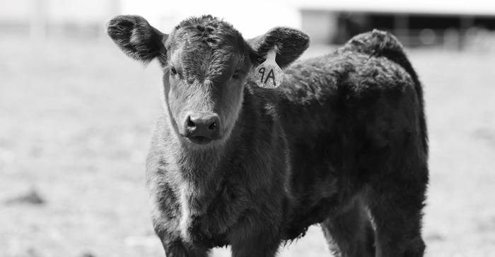 black and white photo of beef calf