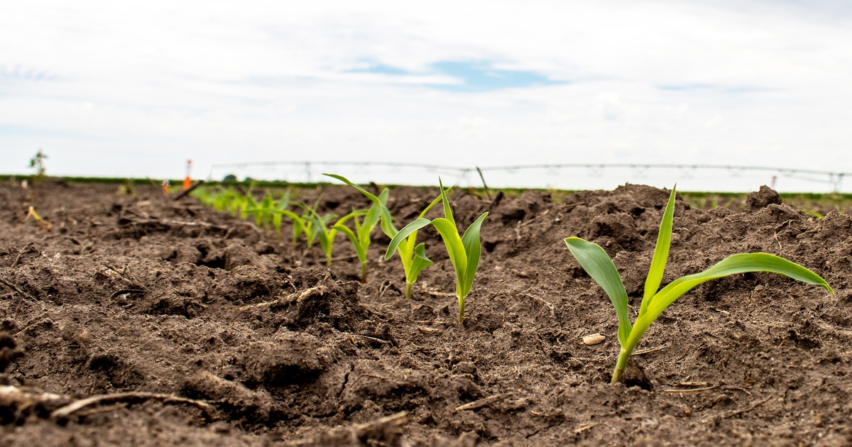Targeted InFurrow Corn Solutions