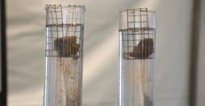 two tubes filled with water with a clump of soil at top of each tube