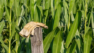 Leather work gloves on post in cornfield