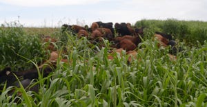 Cattle in grasses