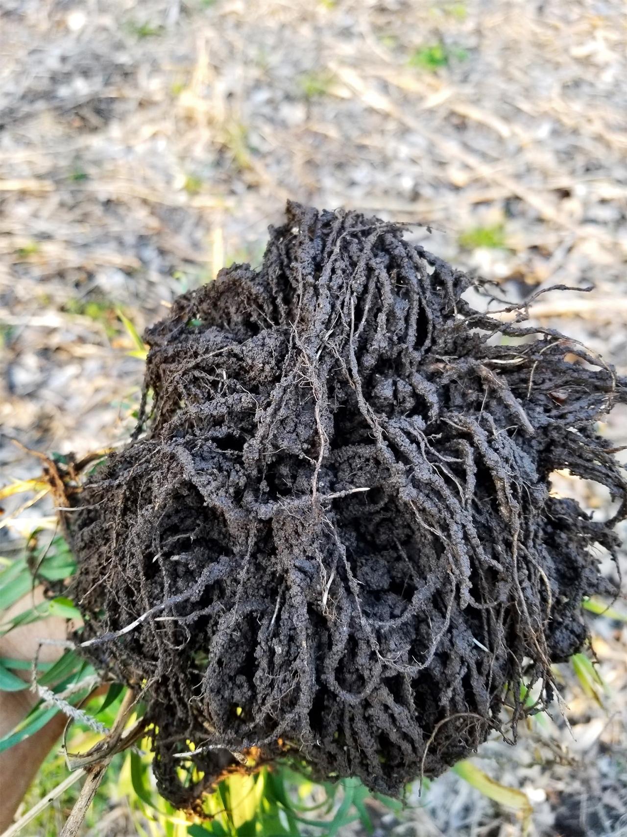 Why I believe in a soil revival