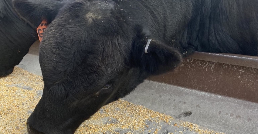12.03 beef on feed.jpg 12.03 beef on feed.jpg