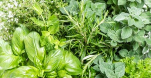Basil, rosemary, thyme, mint, oregano herb plants