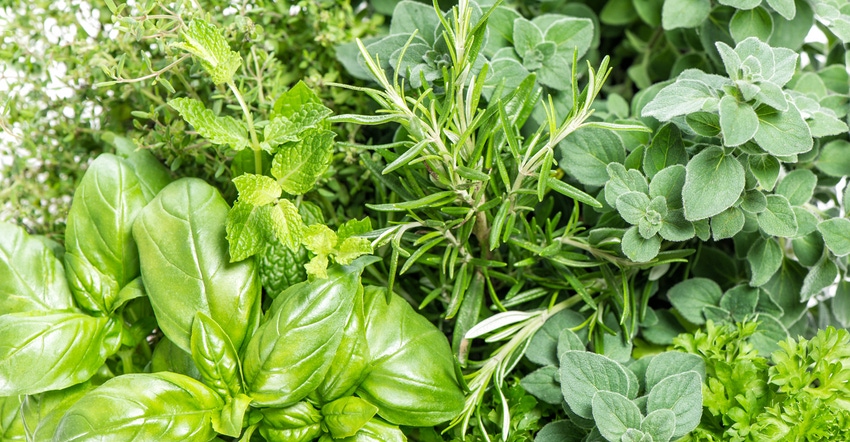 Basil, rosemary, thyme, mint, oregano herb plants Basil, rosemary, thyme, mint, oregano herb plants