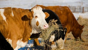 Cows eating hay