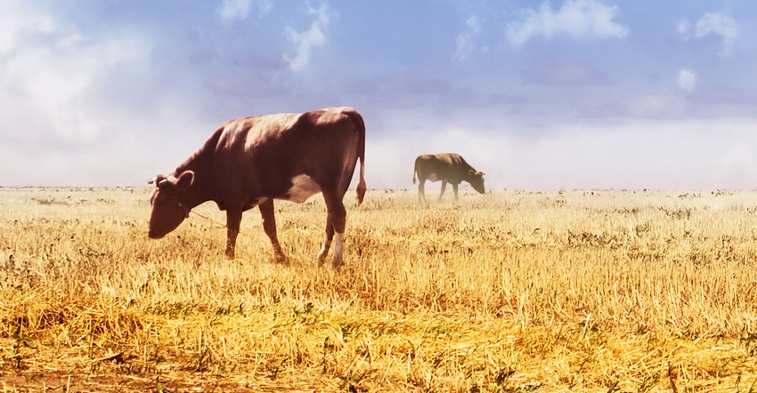 cattle in corn field