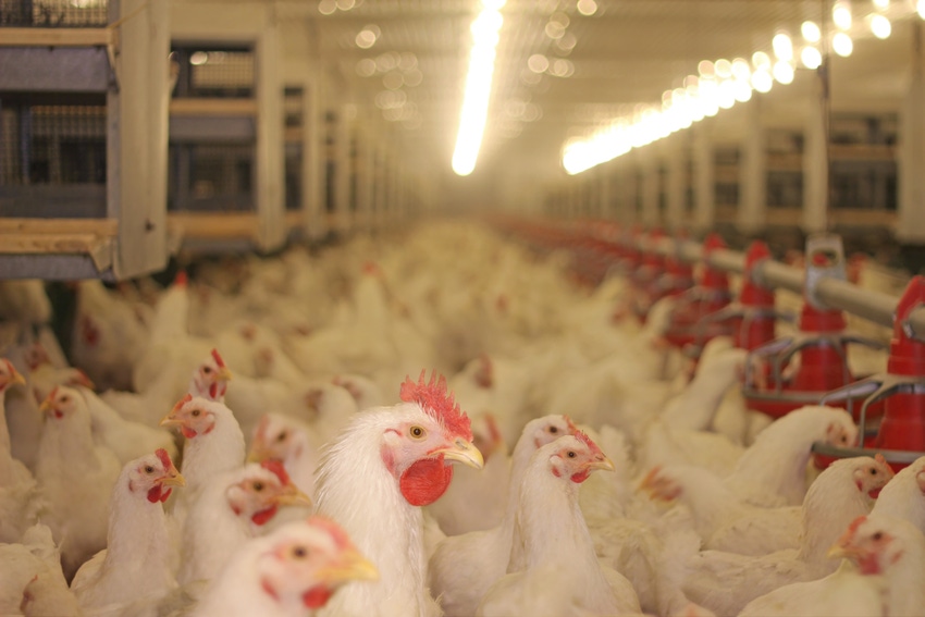 chicken-farm-Getty-893123788.jpg