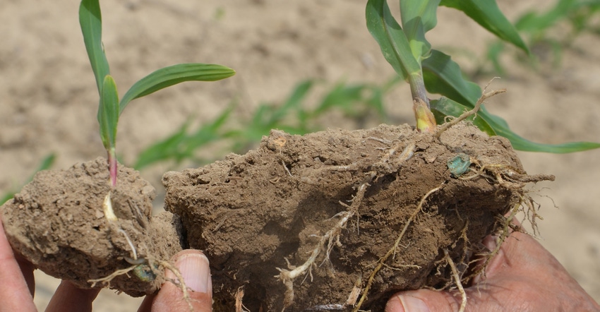 hands holding clumps of dirt containing corn seedlings and roots