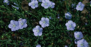 Linseed flowers