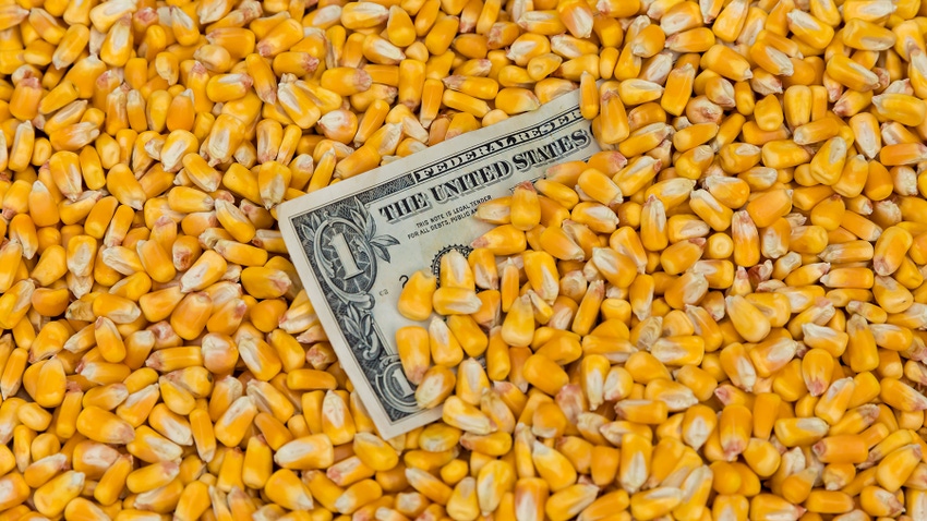 One dollar bill in pile of corn kernels.