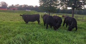 Black angus graze in small group with barns on the horizon