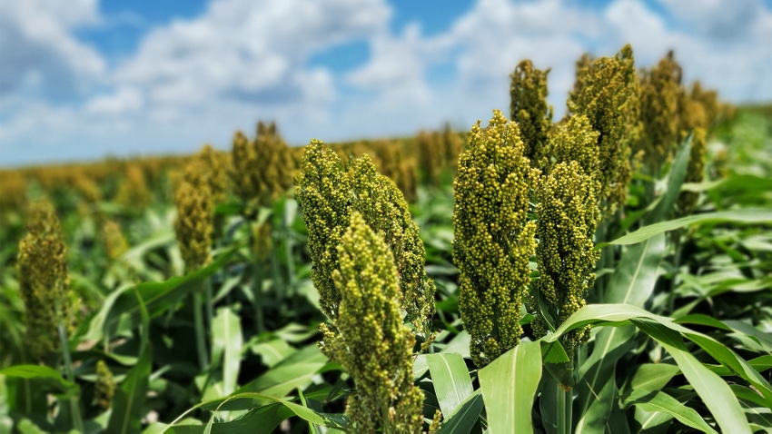 Sorghum planted in the Coastal Bend