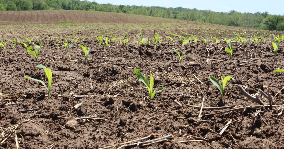 Defeated Corn New mode of action to defeat corn rootworm