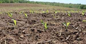 young corn growing in field