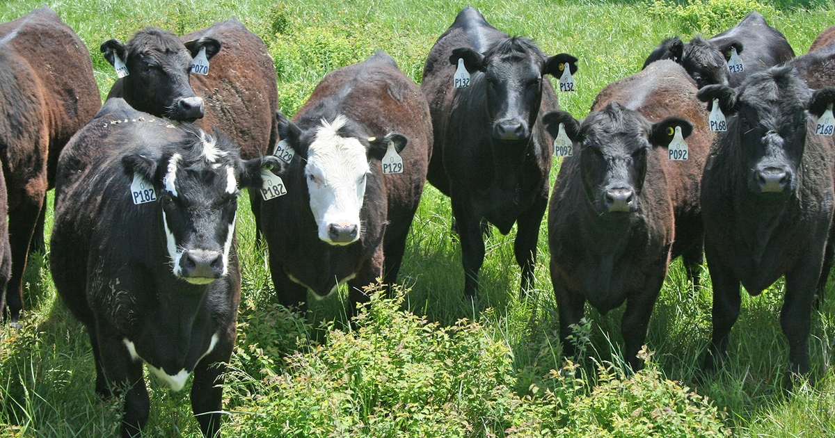 USDA Cattle Report shows more cows, calves