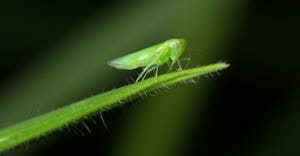 leaf hopper on a piece of grass
