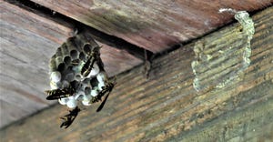 russell-adam-agrilife-wasp-nest.jpg