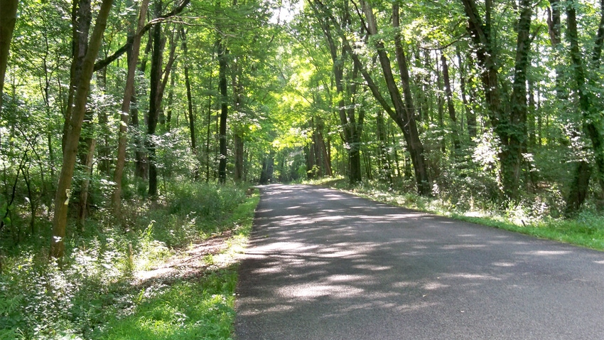 A road through a tunnel of trees