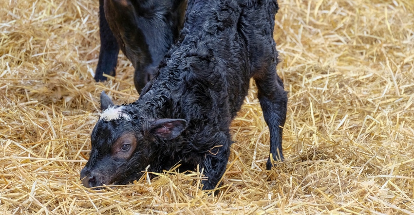 Newborn calf getting up for first time