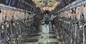 workers in a milking parlor