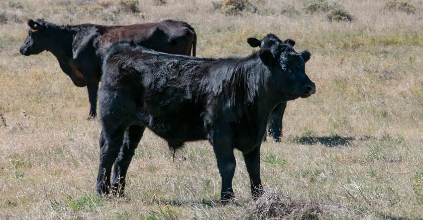 Black Angus cow and two bull calves