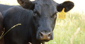 black cow with ear tag standing in grass