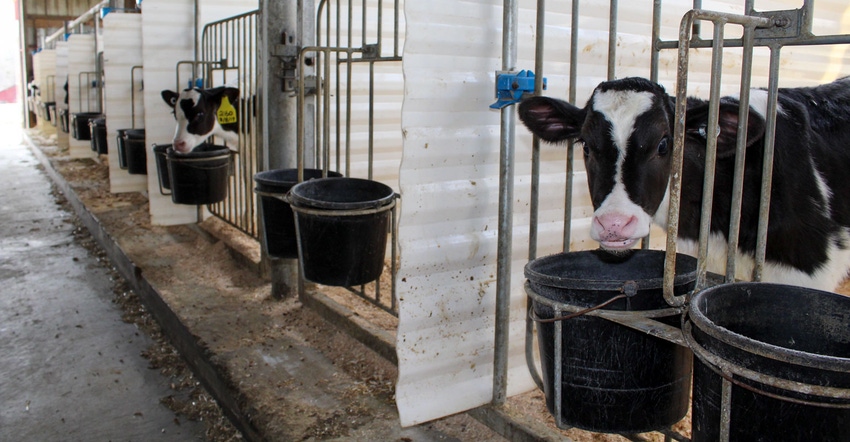 Calves at Windyhurst Farm are housed in a separate barn