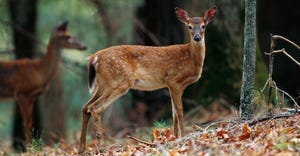 White-tailed deer in forest