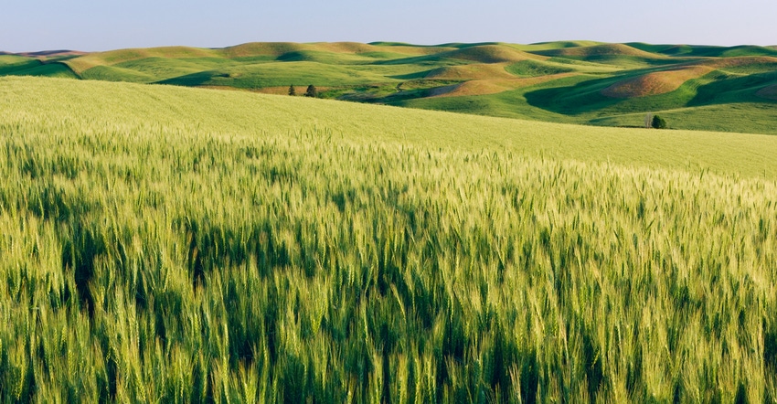 Spring wheat 