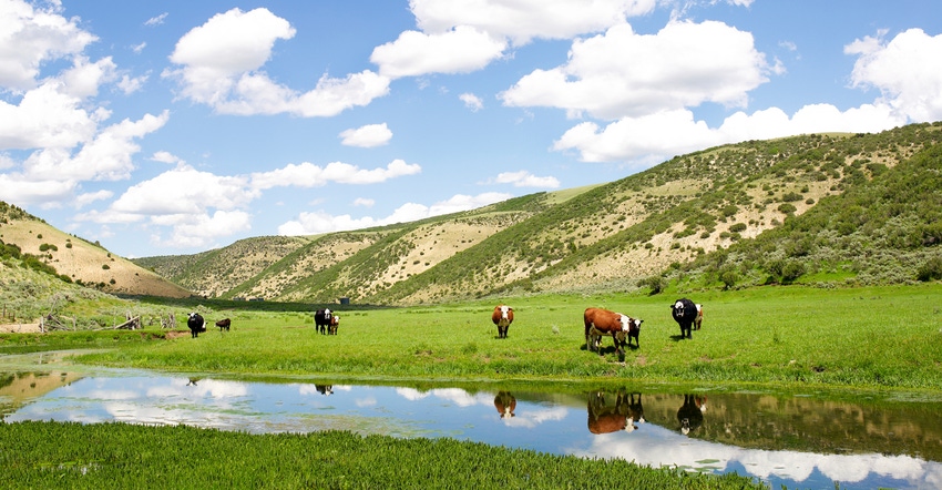 Cattke grazing in pasture with stream and hills