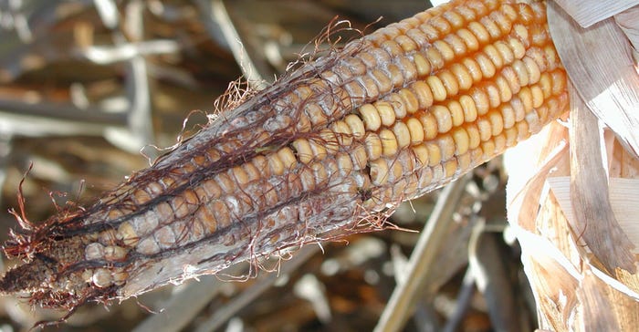 ear of corn with Gibberella stalk rot ear of corn with Gibberella stalk rot