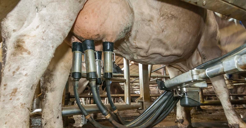 Robot milking a cow's udder