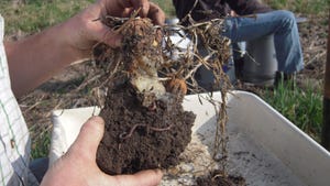 A close up of a chunk of soil with earthworms and plant roots throughout