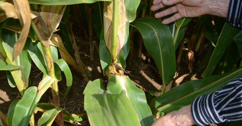 inspection of cornstalks