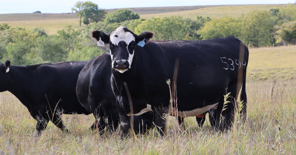 A smarter strategy: Rethink cow size for maximum profitability