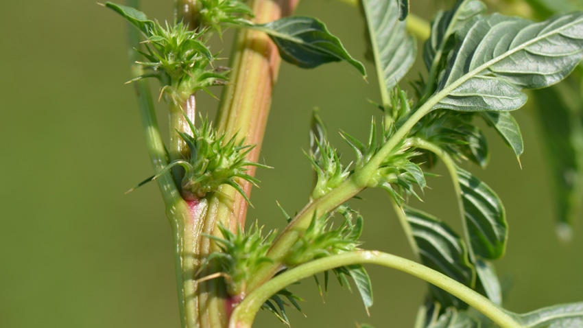 closeup of Palmer amaranth tnorns